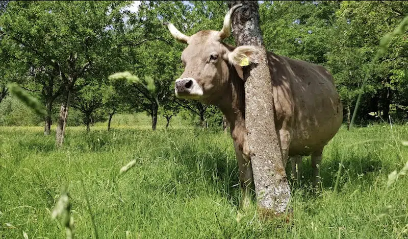 Kuh auf der Weide der Ferme des Romains (JU)